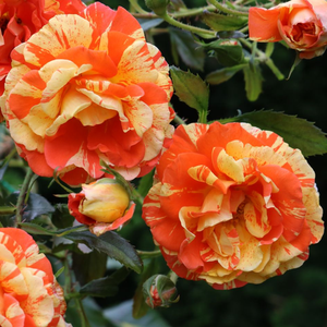 Sárga-narancs csíkos - virágágyi floribunda rózsa
